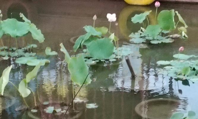 水生植物有哪些特殊器官？它们的作用是什么？