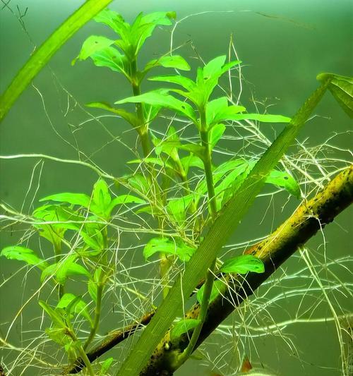 水生植物有哪些特殊器官？它们的作用是什么？