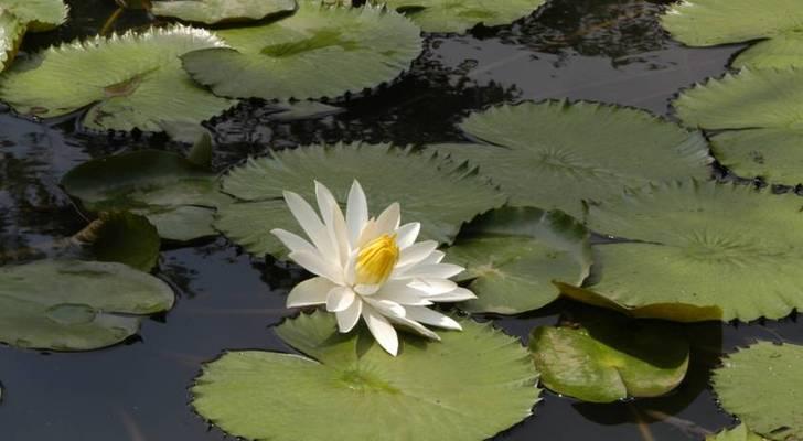 水生植物有哪些特殊器官？它们的作用是什么？