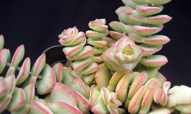 圆型肉质叶片的花卉有哪些？如何识别它们？