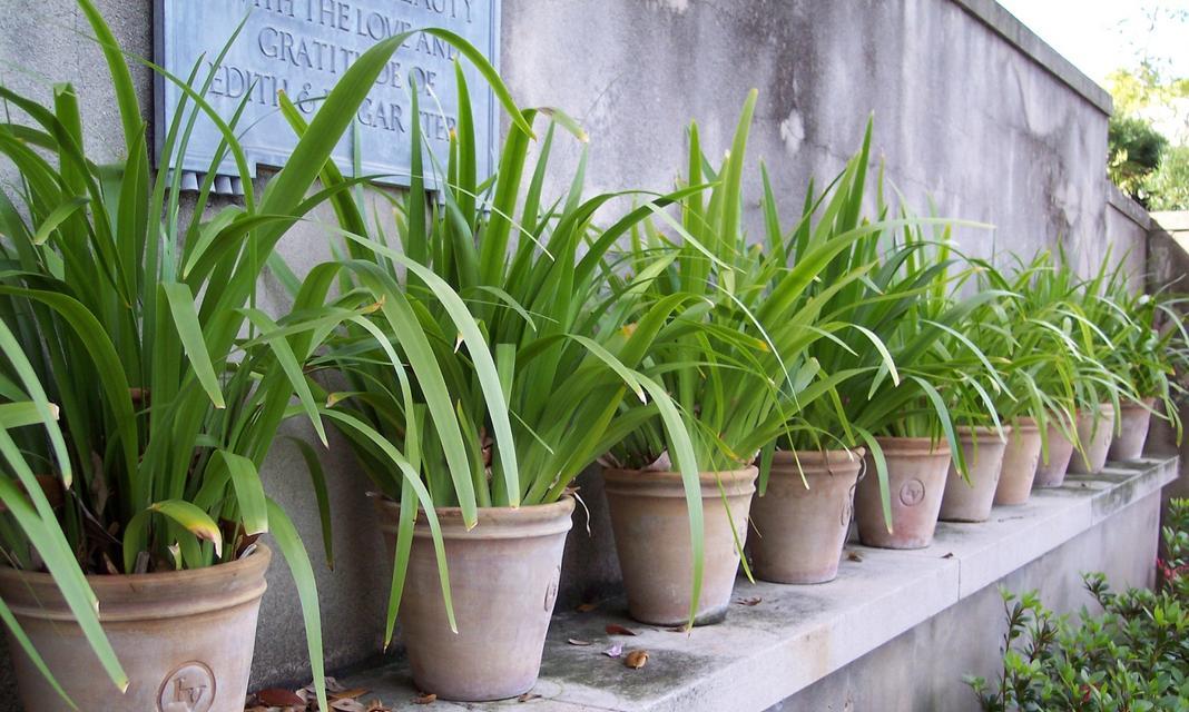 什么是室内观叶植物？如何选择适合室内的观叶植物？