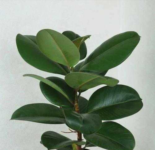 什么是室内观叶植物？如何选择适合室内的观叶植物？