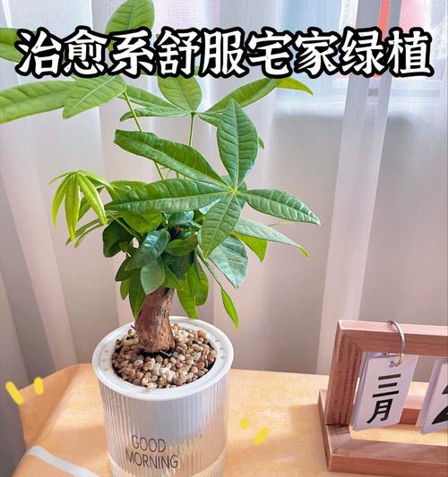 什么是室内观叶植物？如何选择适合室内的观叶植物？