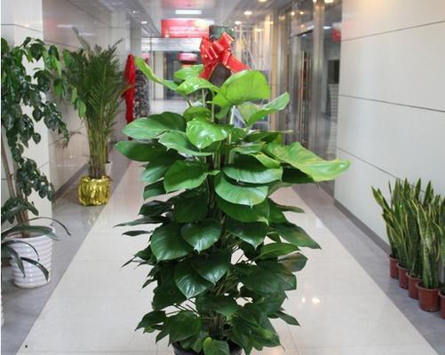 屋里最好的花卉品种有哪些？如何选择适合室内环境的？
