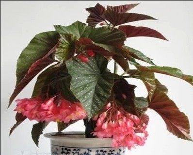 屋里最好的花卉品种有哪些？如何选择适合室内环境的？