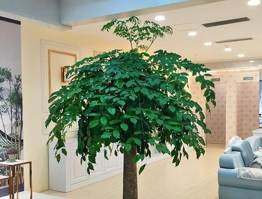 屋里最好的花卉品种有哪些？如何选择适合室内环境的？