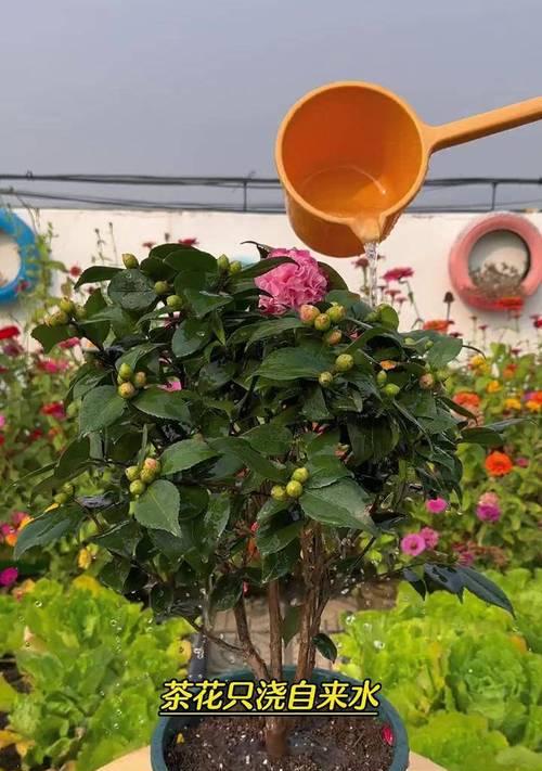 哪些植物喜欢酸性土壤？如何为植物创造酸性环境？