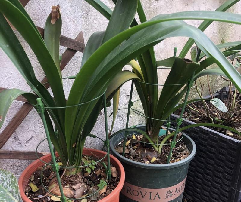 植物鹤顶红花期多久开花？如何延长花期？