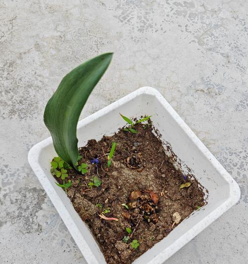 哪些是泥土种植的花卉？它们的养护技巧有哪些？