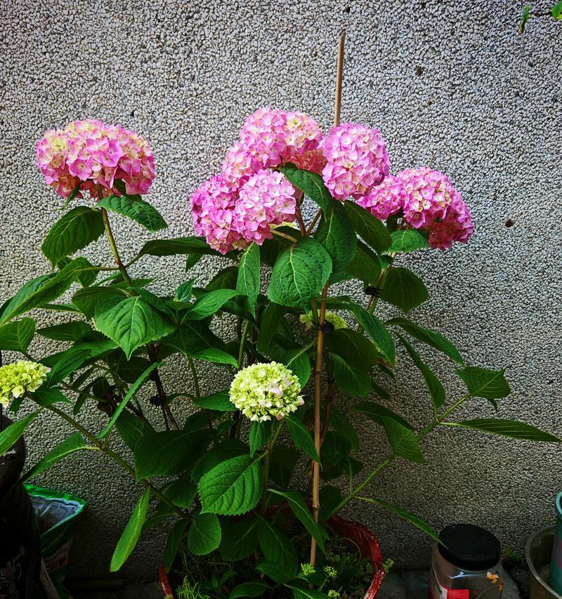 哪些是泥土种植的花卉？它们的养护技巧有哪些？