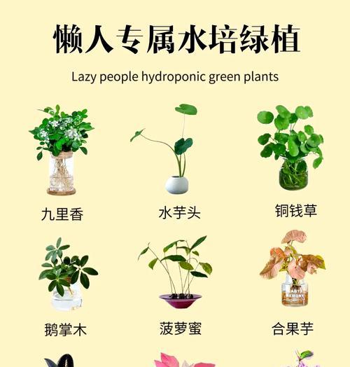 适合水培的藤蔓植物有哪些？如何进行水培？