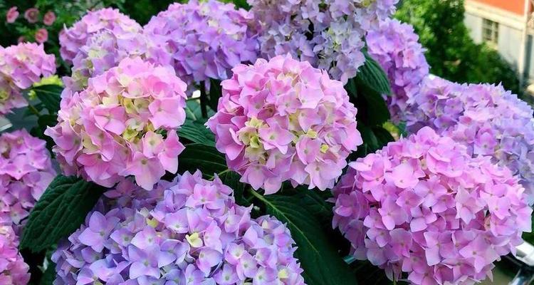 哪些花卉只要有土壤就能生长？它们的生长条件是什么？