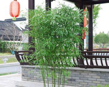 观赏苗木有哪些种类？它们的观赏特点是什么？