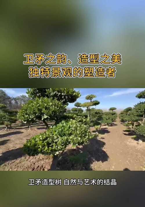 观赏苗木有哪些种类？它们的观赏特点是什么？