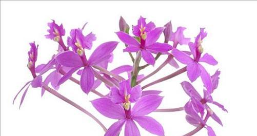 各种紫色花卉大全名字叫什么？它们的分类和特点是什么？