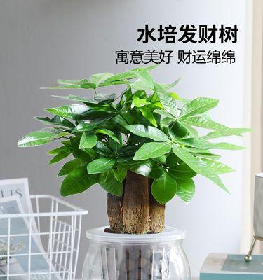 超小水培盆栽的养殖方法是什么？需要注意什么？