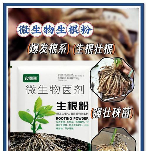 花卉烂根时应使用哪些专用苗？