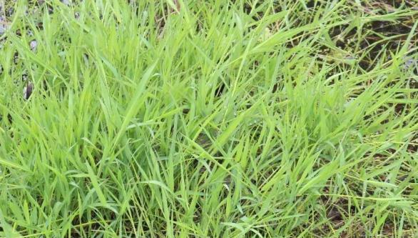 单子叶科植物包括哪些？它们的共同特征是什么？
