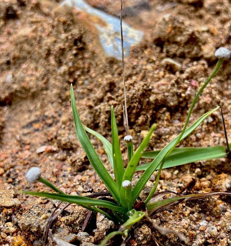单子叶科植物包括哪些？它们的共同特征是什么？