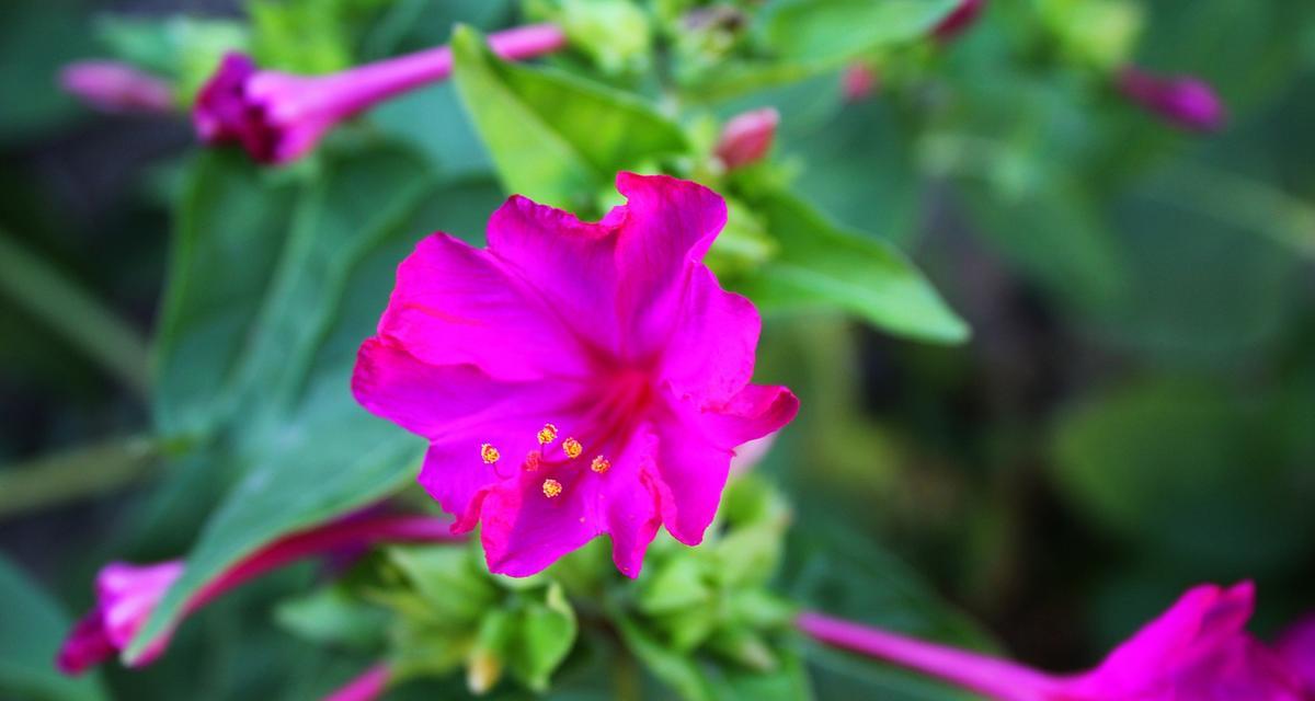 夜间开花的花卉品种有哪些？它们的特性是什么？