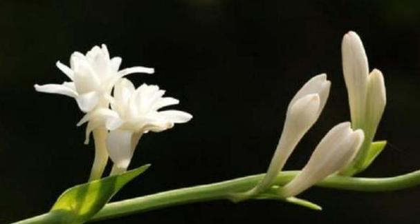 夜间开花的花卉品种有哪些？它们的特性是什么？