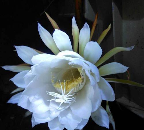 夜间开花的花卉品种有哪些？它们的特性是什么？