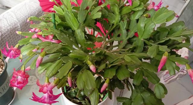 仙人指花卉的正确施肥方法是什么？