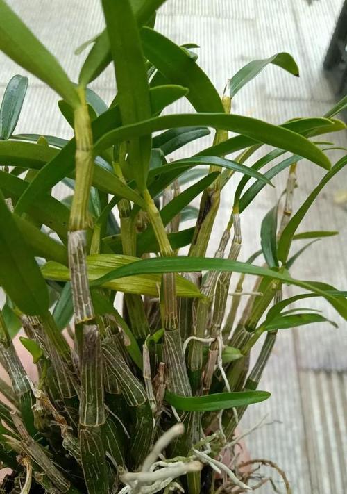 山上大型植物有哪些？如何识别和保护这些植物？
