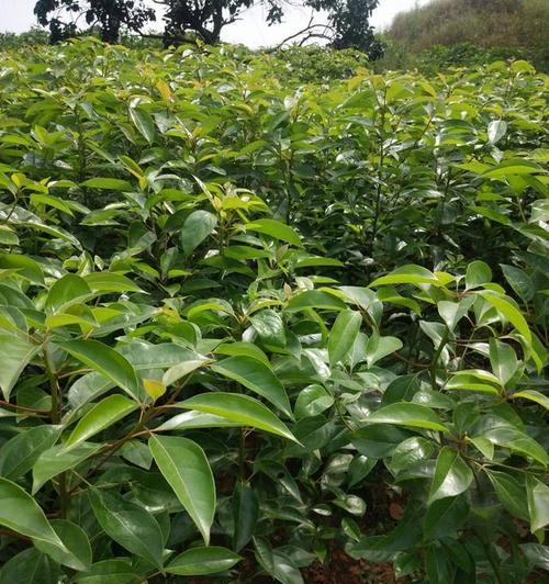 山上大型植物有哪些？如何识别和保护这些植物？