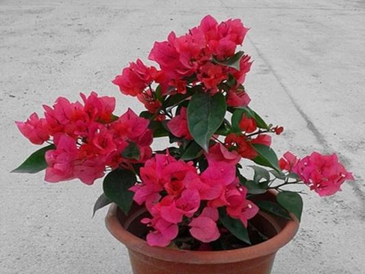 溧水盆栽花卉品种有哪些？如何挑选适合的盆栽花卉？