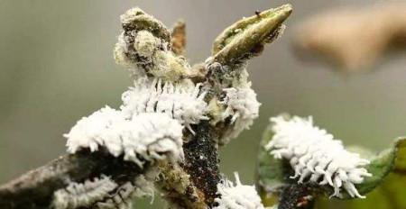 花卉支撑杆上的白色虫子是什么？如何处理？