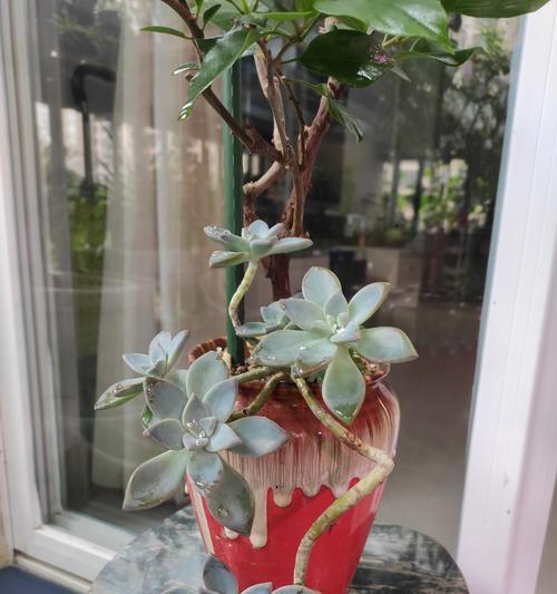花卉支撑杆上的白色虫子是什么？如何处理？