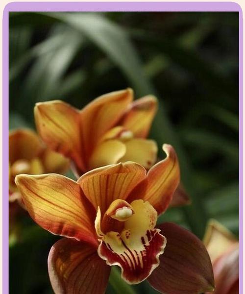 哪些花卉具有浓香？浓香花卉的养护要点是什么？