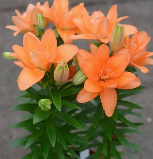 哪些花卉具有浓香？浓香花卉的养护要点是什么？
