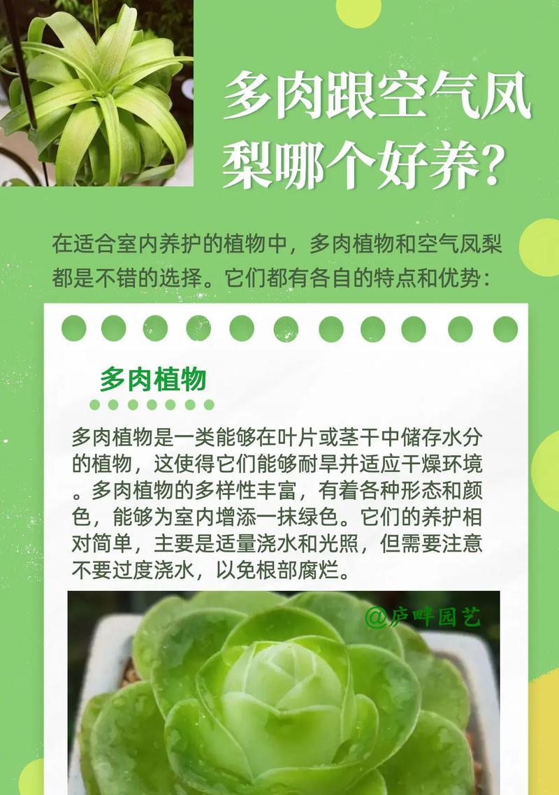 多多肉植物的养护方法是什么？如何确保多多肉植物健康成长？