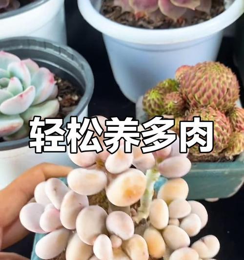 多多肉植物的养护方法是什么？如何确保多多肉植物健康成长？