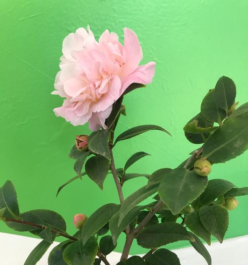 千卉阁有哪些绿色花卉品种？