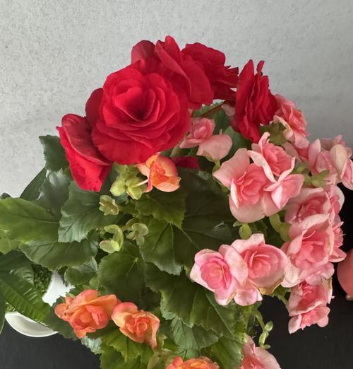 哪些花卉是有毒的？如何安全种植和管理？