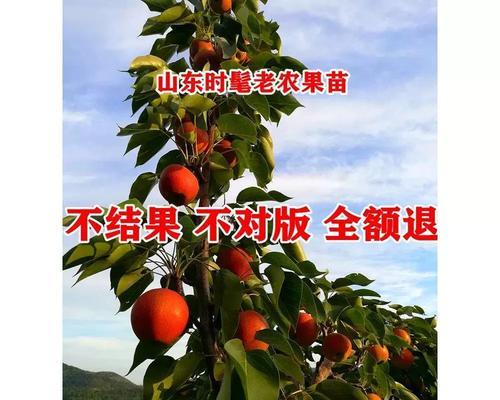 盆栽梨树用什么土栽培最好？如何提高成活率？