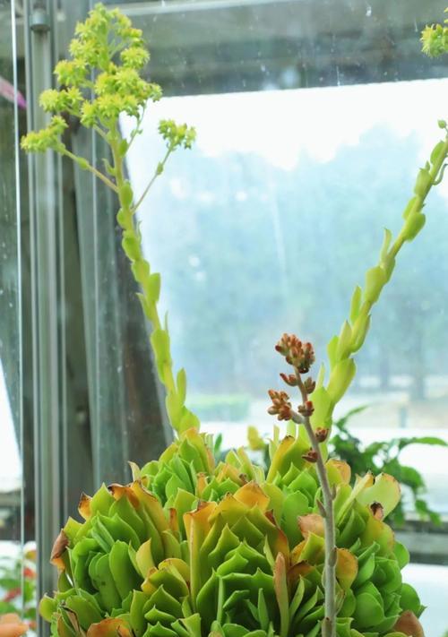 哪些多肉植物会开花？多肉植物开花的条件是什么？