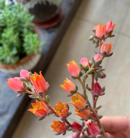 哪些多肉植物会开花？多肉植物开花的条件是什么？