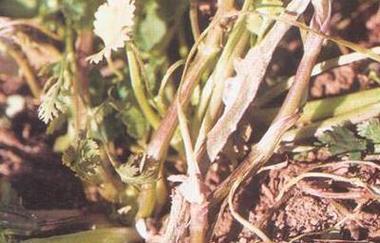 致害植物都有哪些？如何正确处理致害植物？