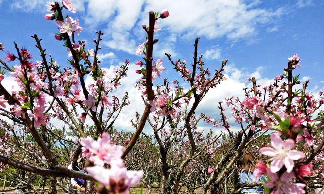 前岐镇有哪些花卉市场？花卉市场的特色和推荐是什么？