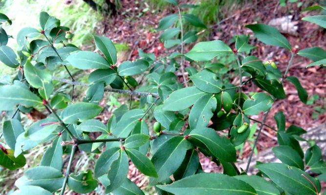 卫矛科植物有哪些？卫矛科植物的种类和特点是什么？