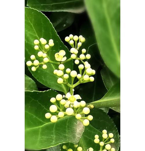 卫矛科植物有哪些？卫矛科植物的种类和特点是什么？