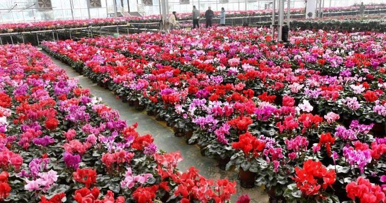 花卉市场中哪些品种价格最高？这些昂贵花卉的特点是什么？