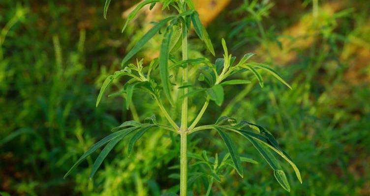 荆芥大型猫科植物包括哪些种类？