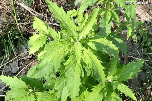 荆芥大型猫科植物包括哪些种类？