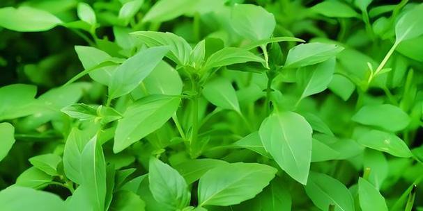 荆芥大型猫科植物包括哪些种类？