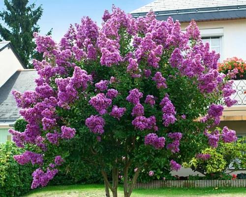花卉节买什么花最好看又好养？有哪些推荐？